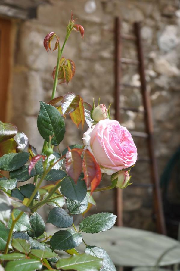 Gites Du Chateau D'Alencon Le Pegue Ngoại thất bức ảnh